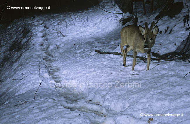 Capriolo 1-2-11